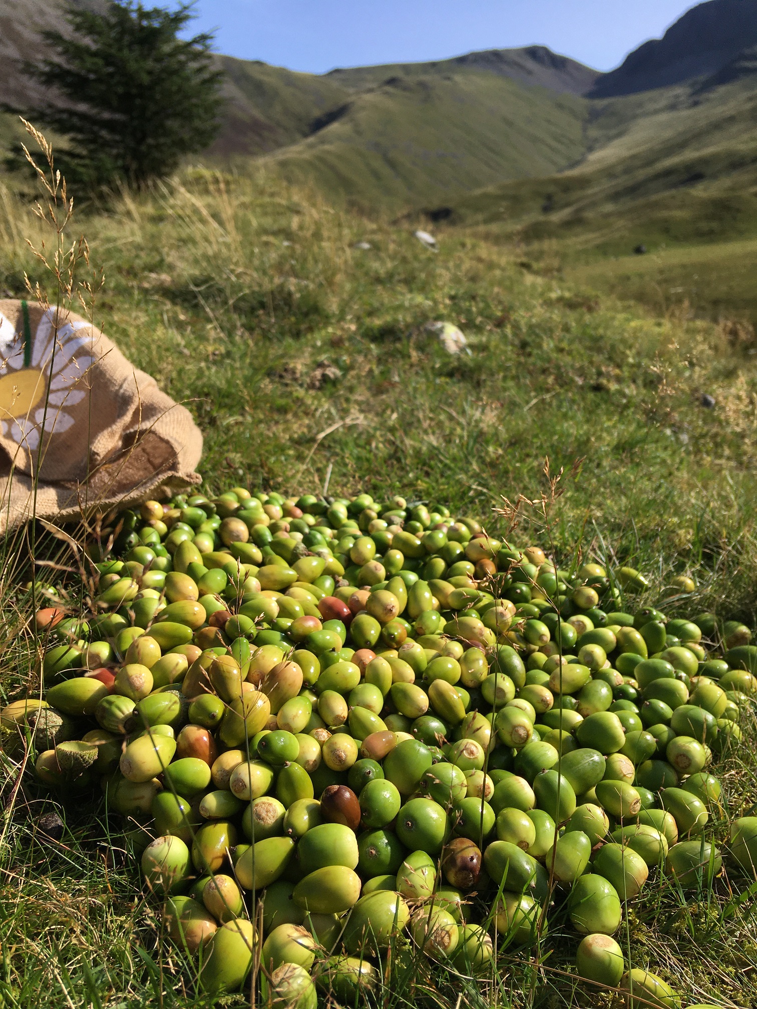 Trees for the future: expanding and diversifying woodland