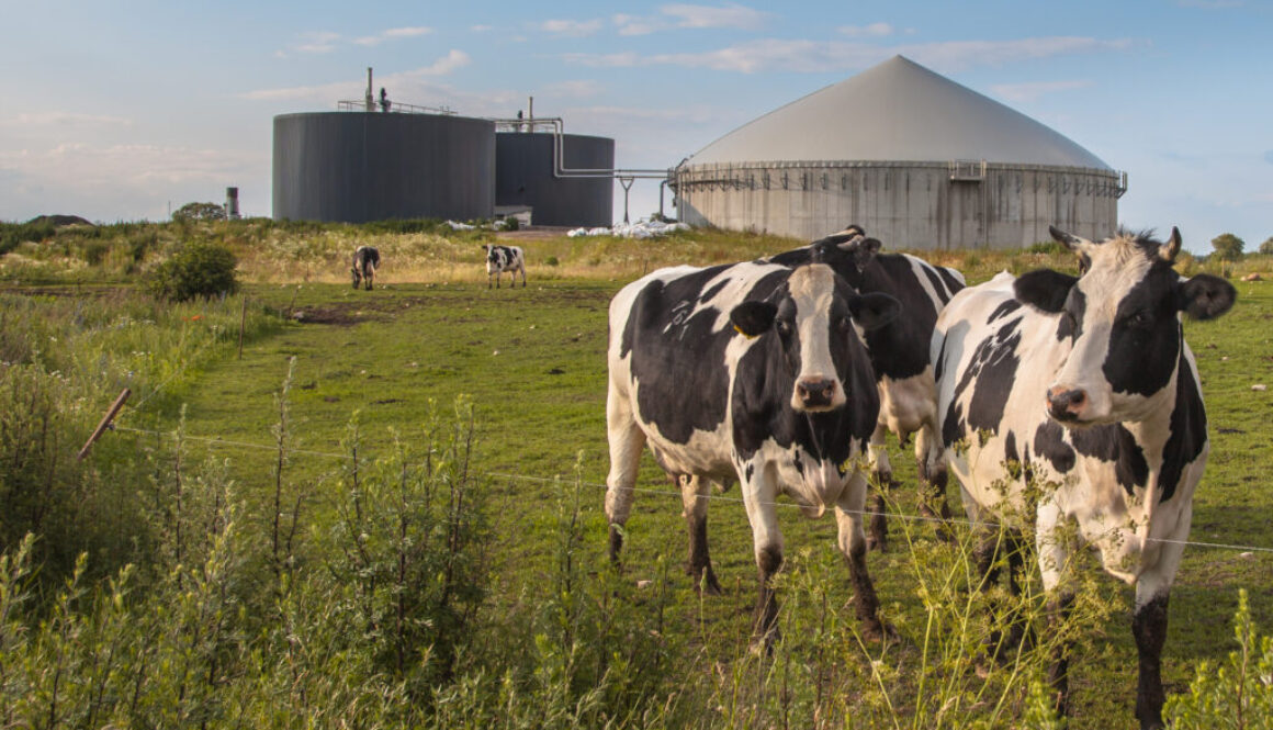 Biogas plant with Cows