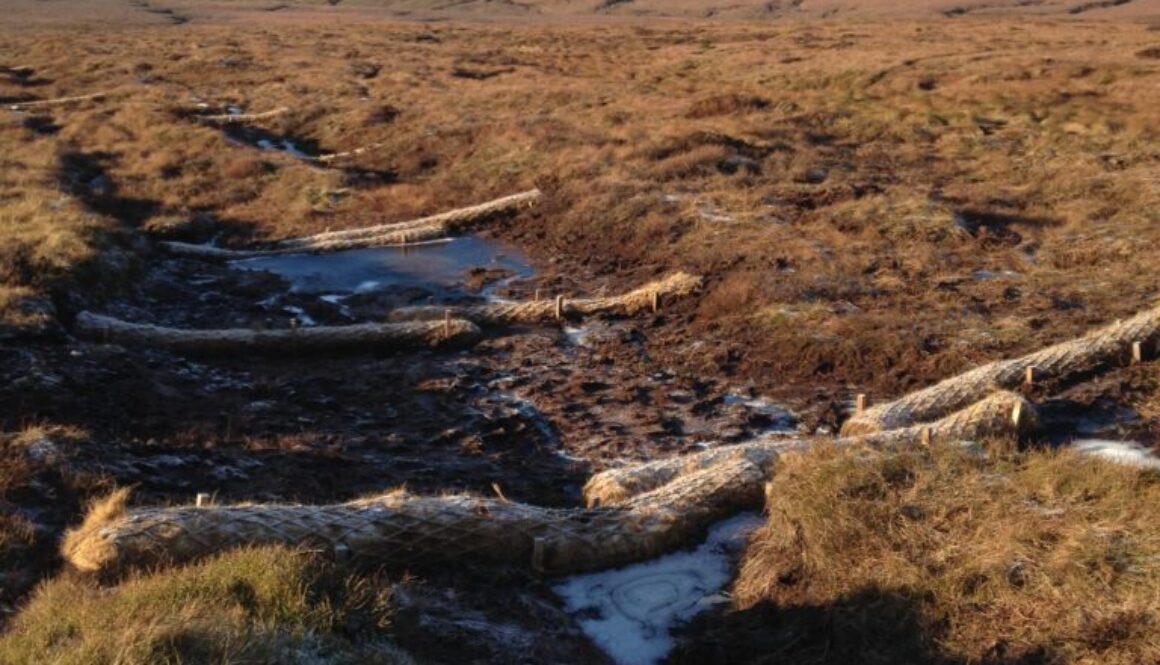 Image1 Pendle_coir logs