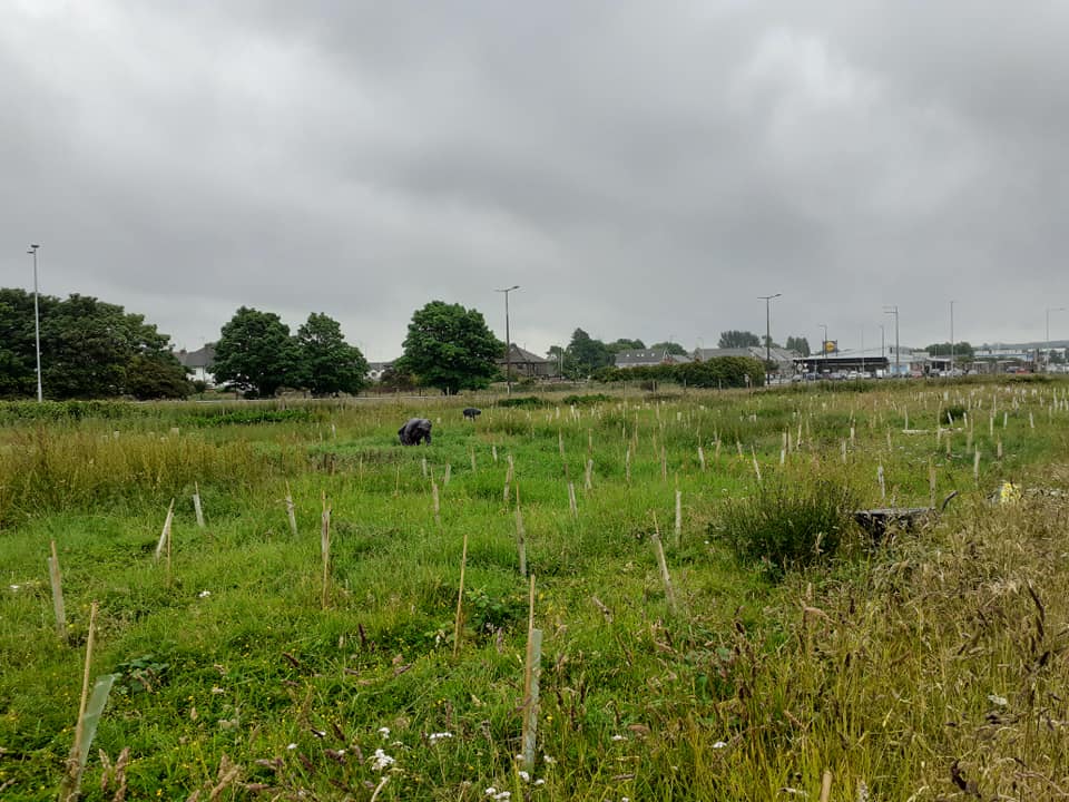 Newly planted trees at Leasowe Loop, Wirral