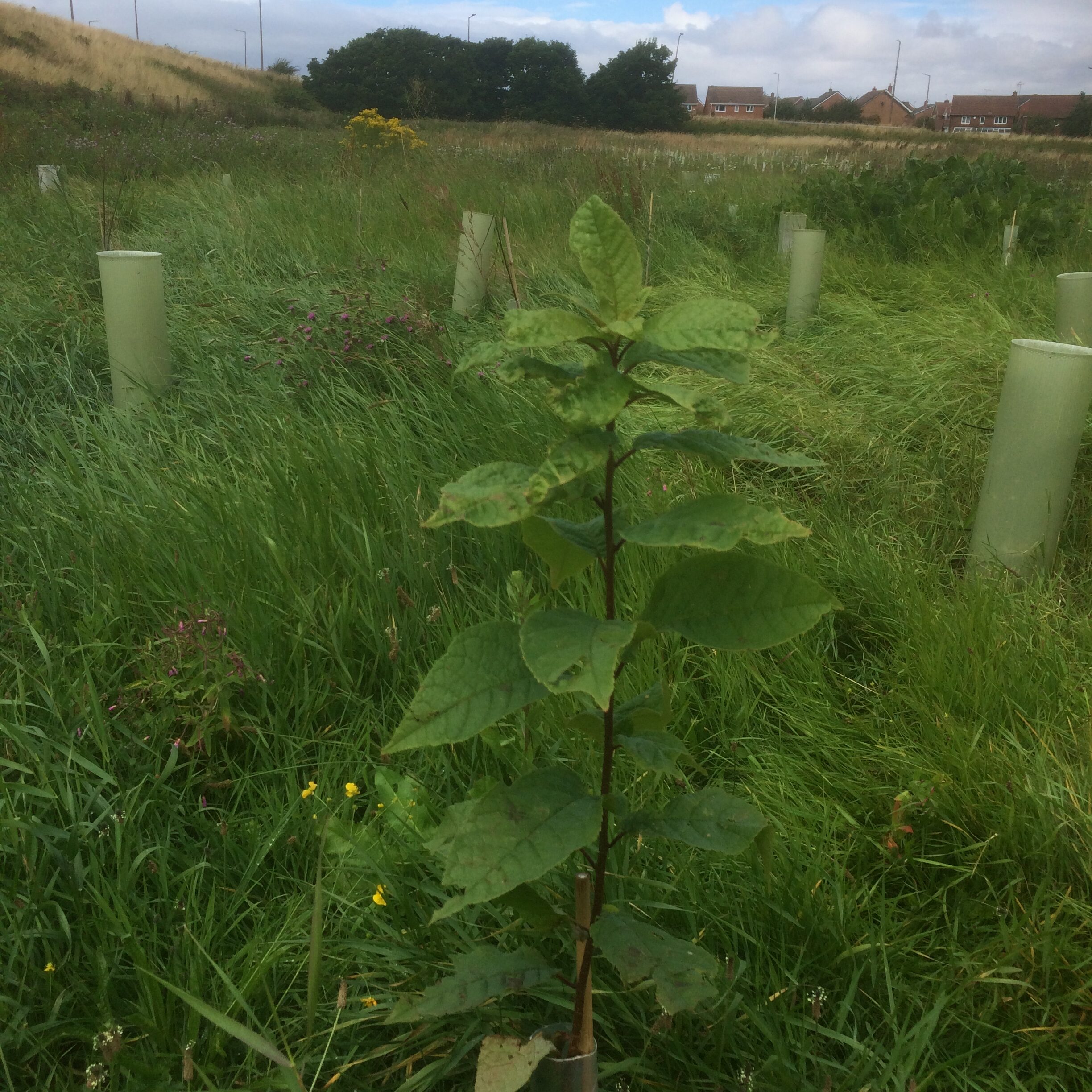 One of the newly planted trees at Leasowe Loop