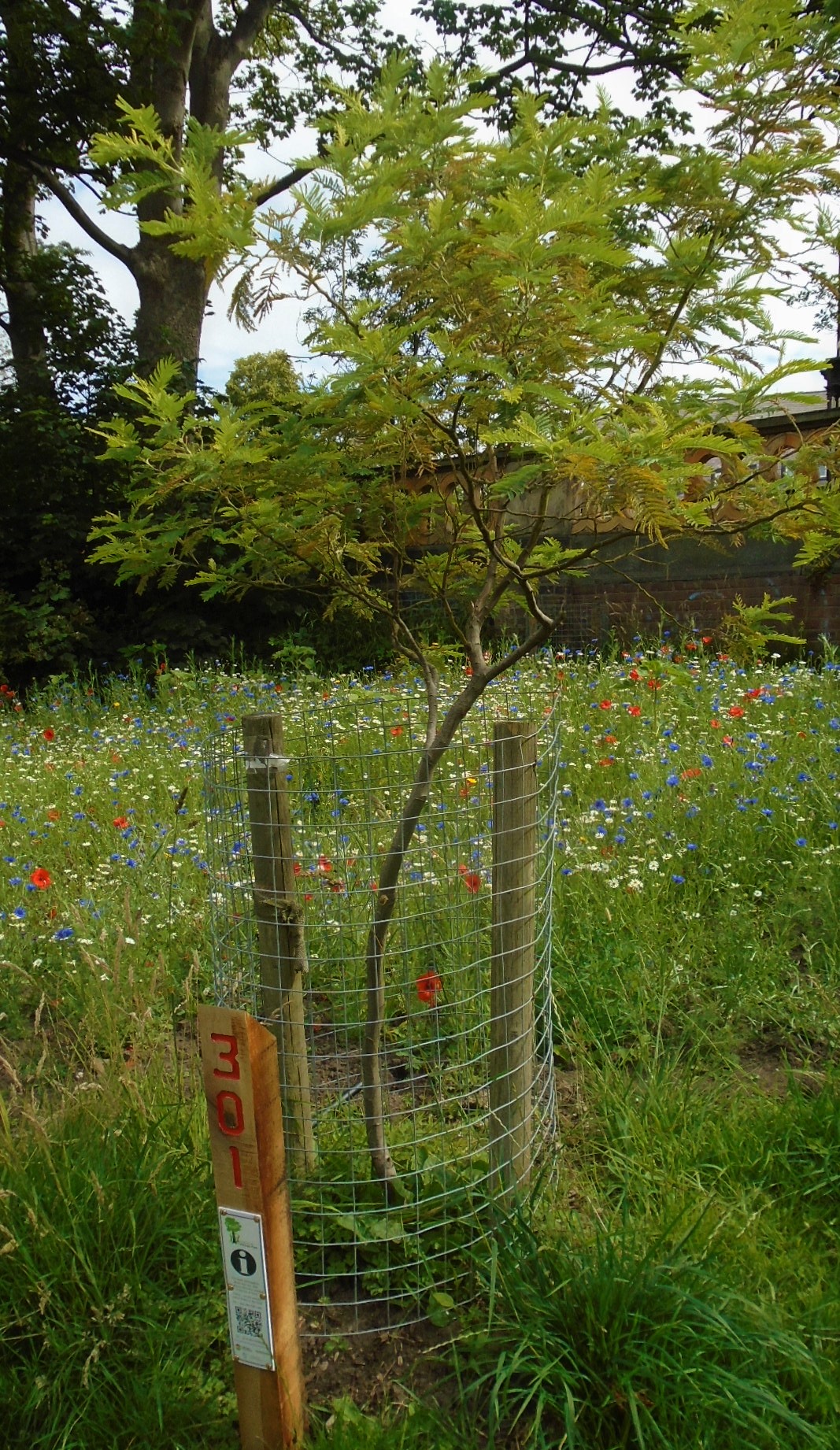 Mimosa (Acacia dealbata) with wildflowers July 2021