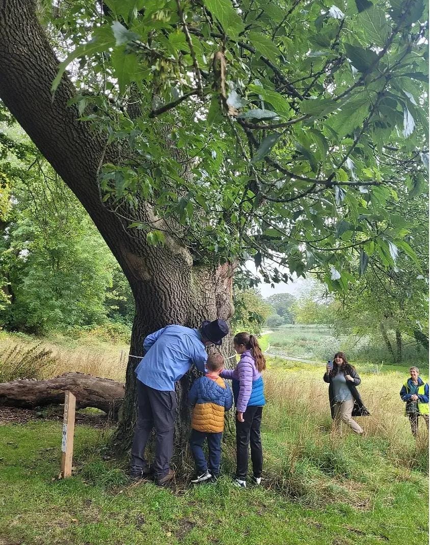 Tree walk measuring Single-leaved Ash (Fraxinus diversifolia)