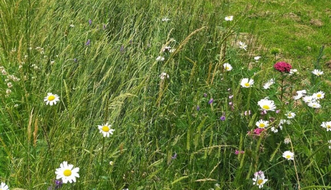 Worsley roundabout reduced mowing