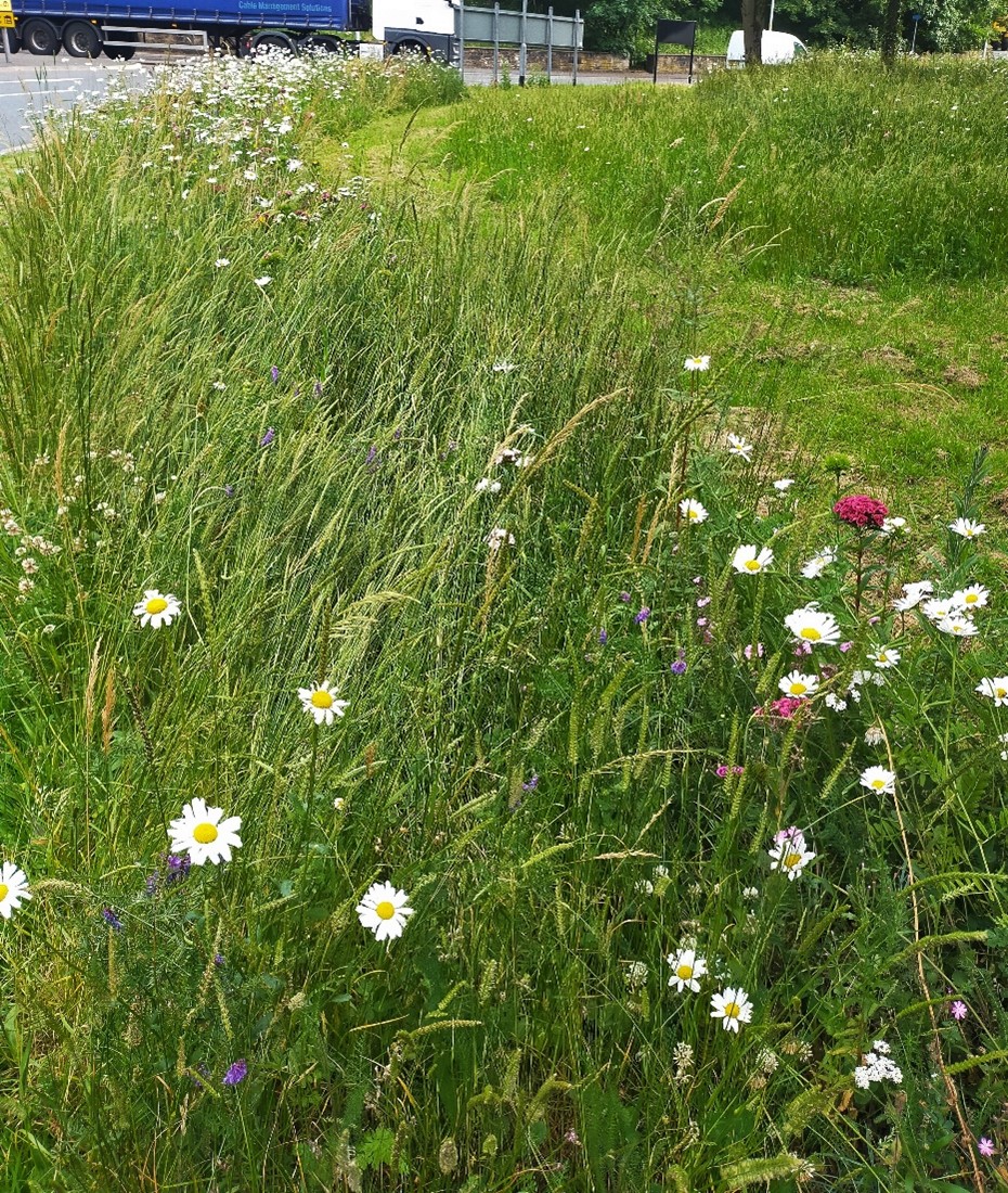 Worsley roundabout reduced mowing